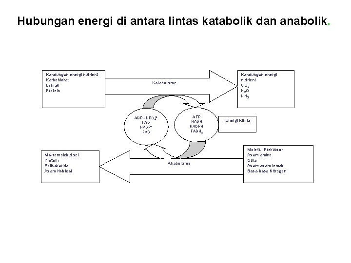 Hubungan energi di antara lintas katabolik dan anabolik. Kandungan energi nutrient Karbohidrat Lemak Protein