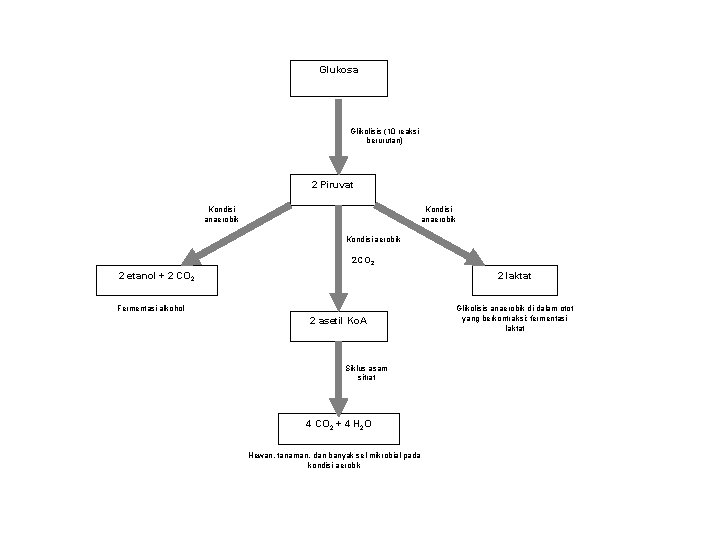 Glukosa Glikolisis (10 reaksi berurutan) 2 Piruvat Kondisi anaerobik Kondisi aerobik 2 CO 2