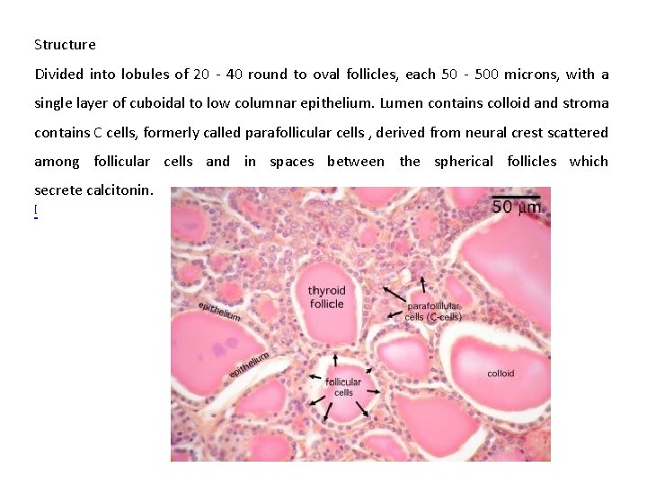 Structure Divided into lobules of 20 - 40 round to oval follicles, each 50