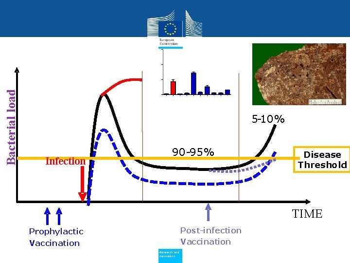 Bacterial load 5 -10% Infection 90 -95% Disease Threshold TIME Post-infection Vaccination Prophylactic Vaccination