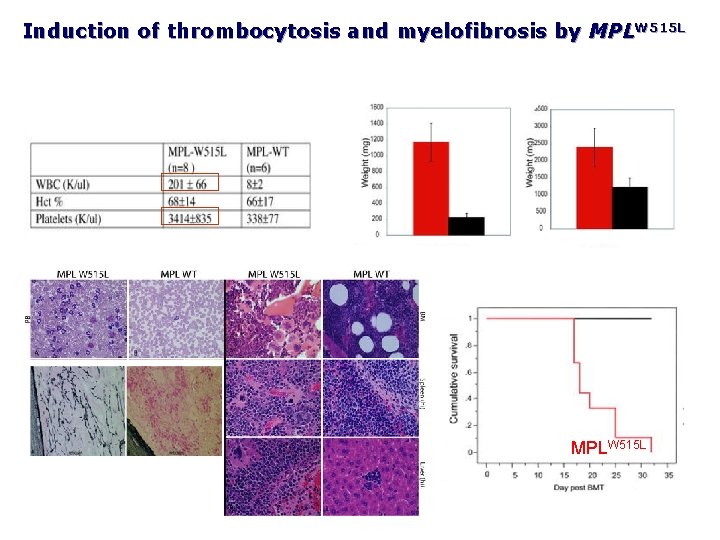 Induction of thrombocytosis and myelofibrosis by MPLW 515 L MPLWT MPLW 515 L 