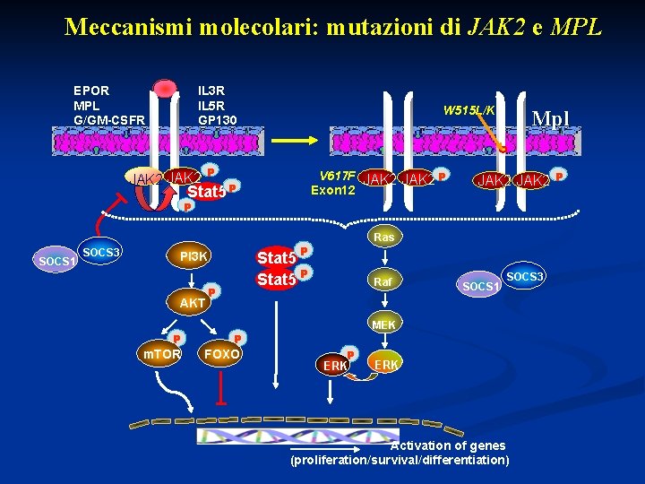 Meccanismi molecolari: mutazioni di JAK 2 e MPL EPOR MPL G/GM-CSFR IL 3 R