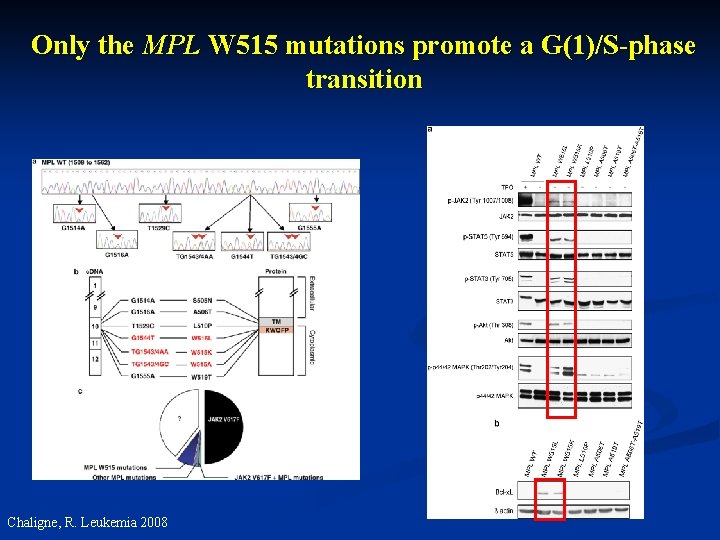 Only the MPL W 515 mutations promote a G(1)/S-phase transition Chaligne, R. Leukemia 2008