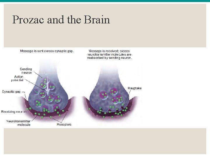 Prozac and the Brain 