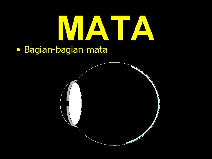 MATA • Bagian-bagian mata 