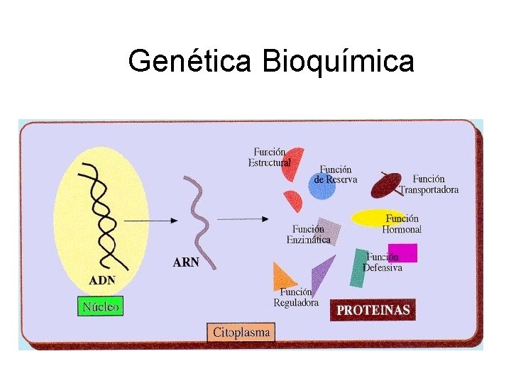 Genética Bioquímica 