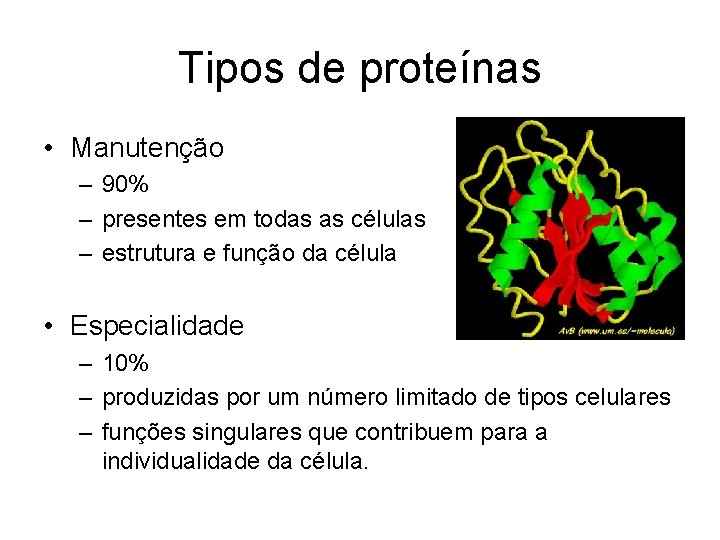 Tipos de proteínas • Manutenção – 90% – presentes em todas as células –