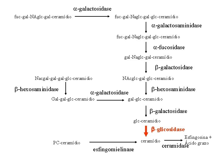  -galactosidase fuc-gal-NAglc-gal-ceramídio fuc-gal-Naglc-gal-glc-ceramídio -galactosaminidase fuc-gal-Naglc-gal-glc-ceramídio -fucosidase gal-Naglc-gal-ceramídio -galactosidase Nacgal-gal-glc-ceramidio -hexosaminidase NAcglc-gal-glc-ceramidio -hexosaminidase -galactosidase