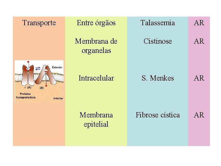Transporte Entre órgãos Talassemia AR Membrana de organelas Cistinose AR Intracelular S. Menkes AR