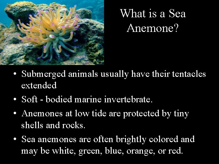 What is a Sea Anemone? • Submerged animals usually have their tentacles extended •