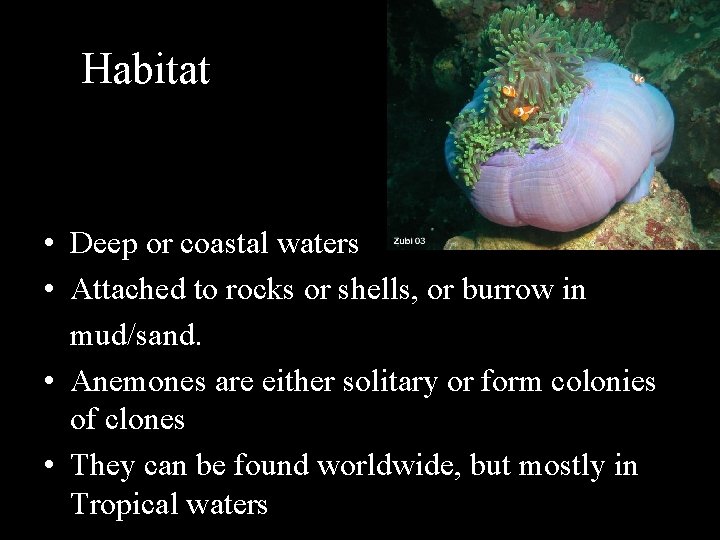 Habitat • Deep or coastal waters • Attached to rocks or shells, or burrow