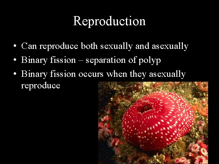 Reproduction • Can reproduce both sexually and asexually • Binary fission – separation of