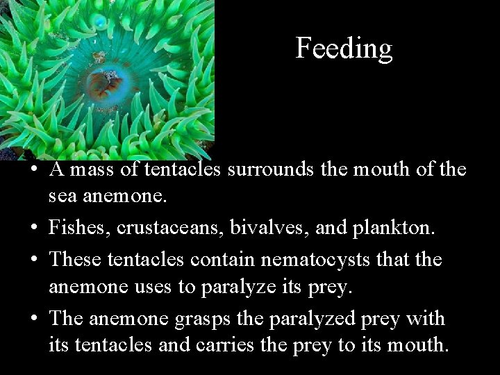 Feeding • A mass of tentacles surrounds the mouth of the sea anemone. •