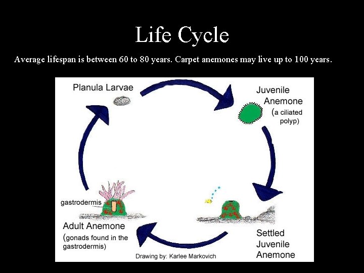 Life Cycle Average lifespan is between 60 to 80 years. Carpet anemones may live