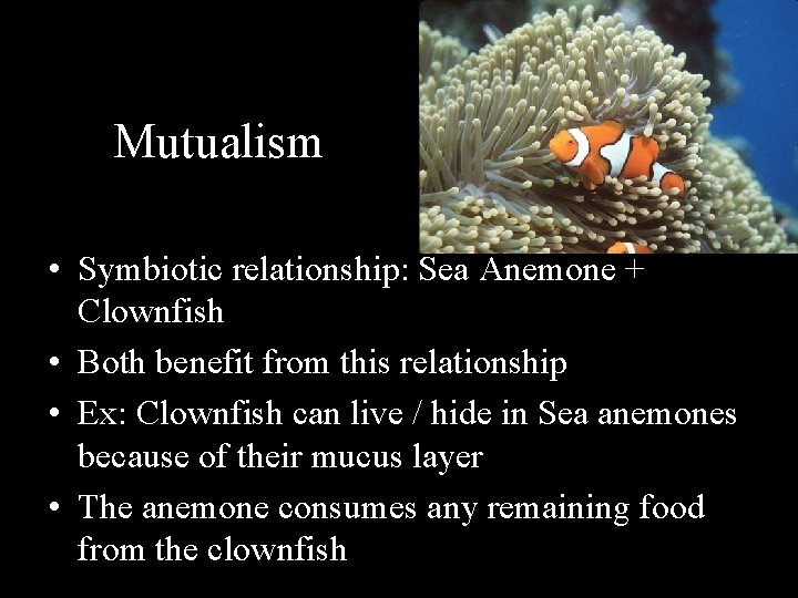 Mutualism • Symbiotic relationship: Sea Anemone + Clownfish • Both benefit from this relationship