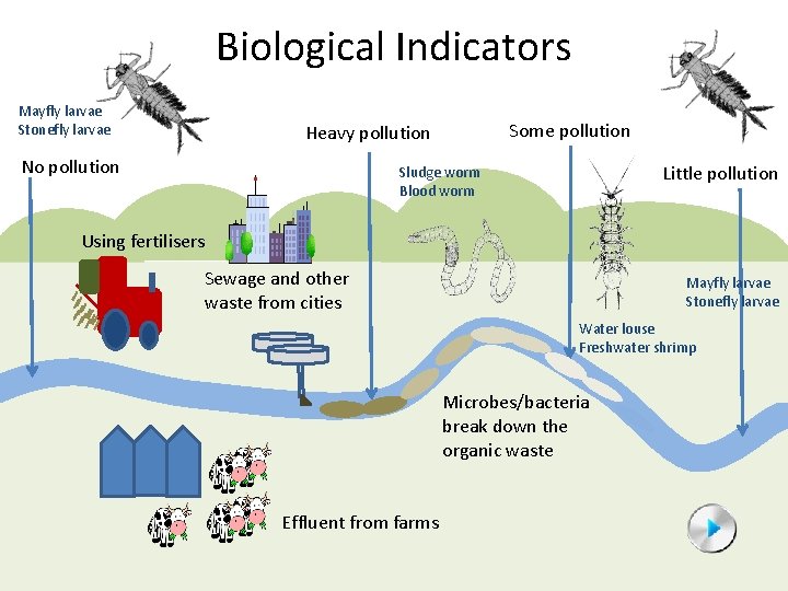 Biological Indicators Mayfly larvae Stonefly larvae Some pollution Heavy pollution No pollution Little pollution