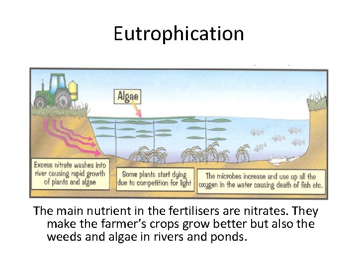 Eutrophication The main nutrient in the fertilisers are nitrates. They make the farmer’s crops