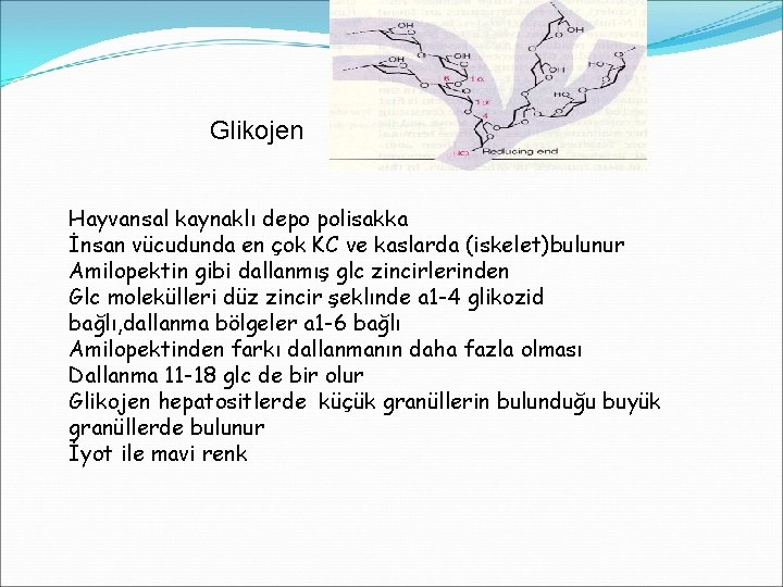 Glikojen Hayvansal kaynaklı depo polisakka İnsan vücudunda en çok KC ve kaslarda (iskelet)bulunur Amilopektin