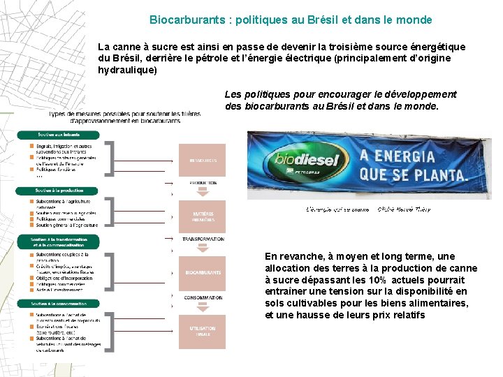 Biocarburants : politiques au Brésil et dans le monde La canne à sucre est