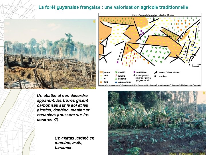 La forêt guyanaise française : une valorisation agricole traditionnelle Un abattis et son désordre