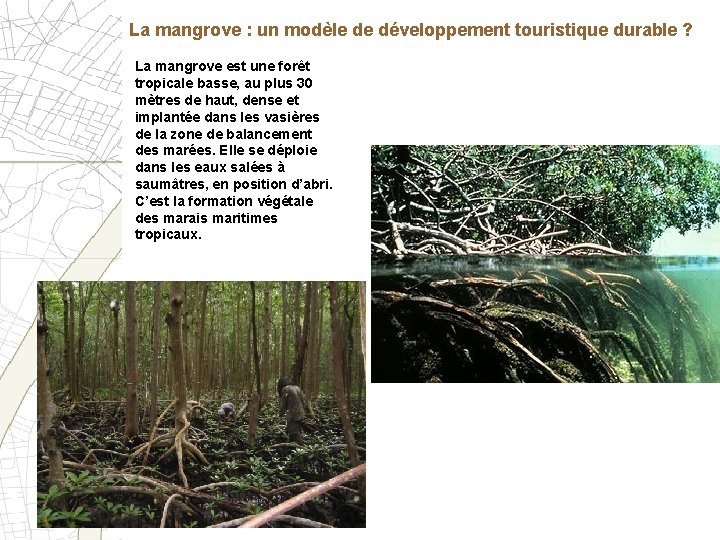 La mangrove : un modèle de développement touristique durable ? La mangrove est une
