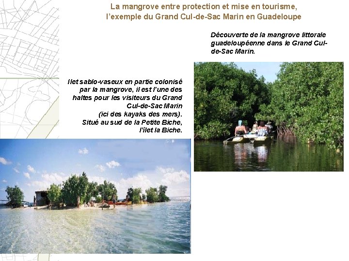 La mangrove entre protection et mise en tourisme, l’exemple du Grand Cul-de-Sac Marin en