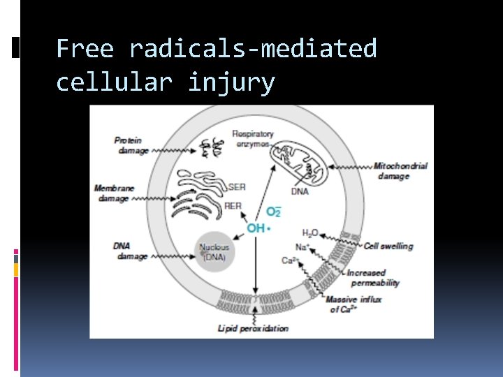 Free radicals-mediated cellular injury 