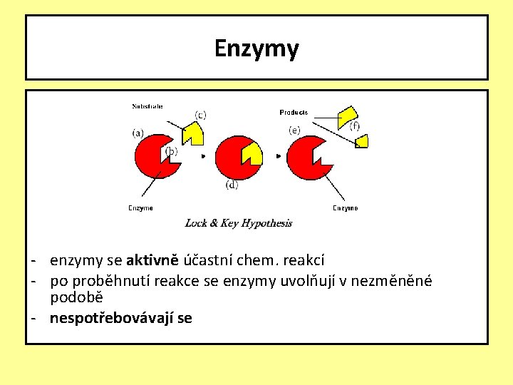 Enzymy - enzymy se aktivně účastní chem. reakcí - po proběhnutí reakce se enzymy