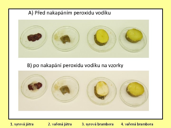  A) Před nakapáním peroxidu vodíku B) po nakapání peroxidu vodíku na vzorky 1.