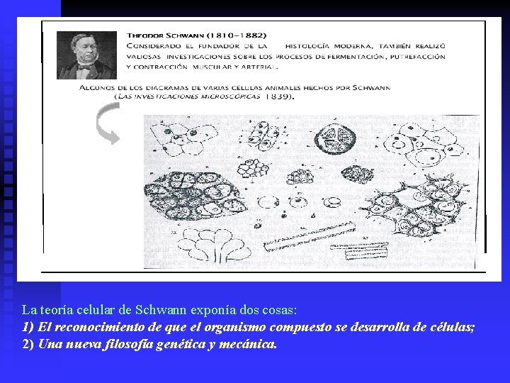 La teoría celular de Schwann exponía dos cosas: 1) El reconocimiento de que el