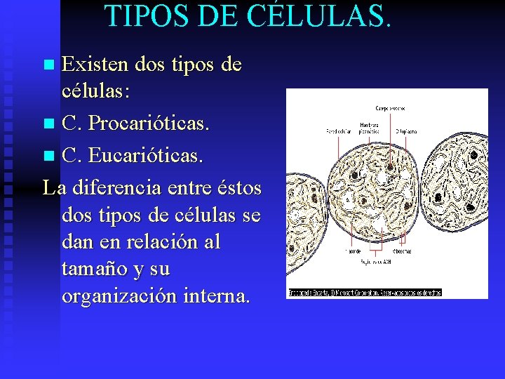 TIPOS DE CÉLULAS. Existen dos tipos de células: n C. Procarióticas. n C. Eucarióticas.