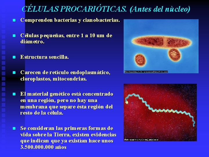 CÉLULAS PROCARIÓTICAS. (Antes del nùcleo) n Comprenden bacterias y cianobacterias. n Células pequeñas, entre