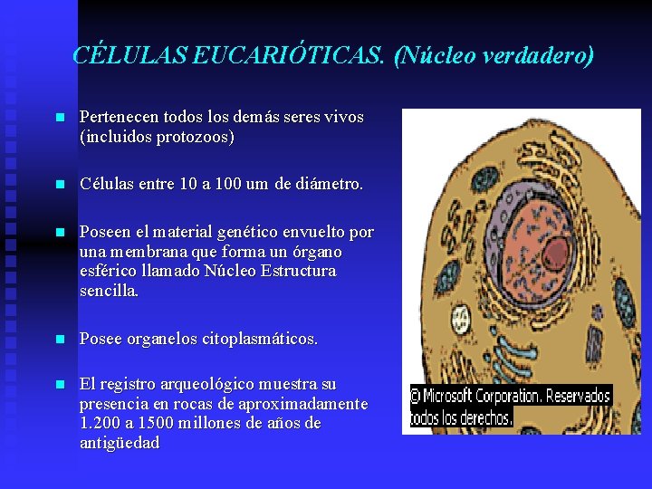 CÉLULAS EUCARIÓTICAS. (Núcleo verdadero) n Pertenecen todos los demás seres vivos (incluidos protozoos) n