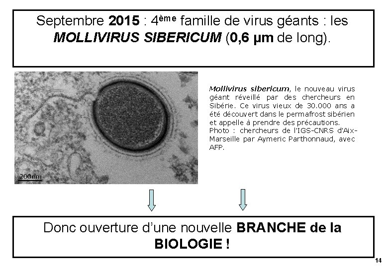 Septembre 2015 : 4ème famille de virus géants : les MOLLIVIRUS SIBERICUM (0, 6