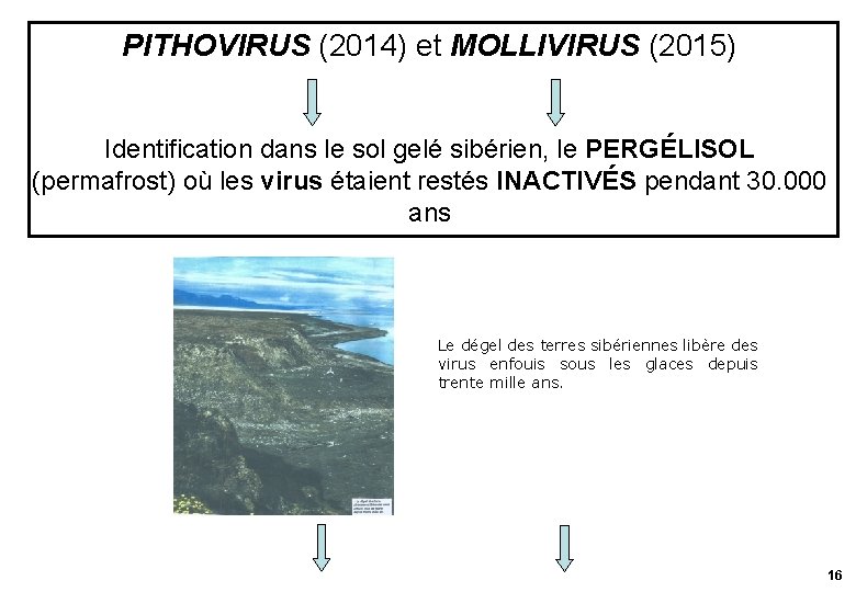 PITHOVIRUS (2014) et MOLLIVIRUS (2015) Identification dans le sol gelé sibérien, le PERGÉLISOL (permafrost)