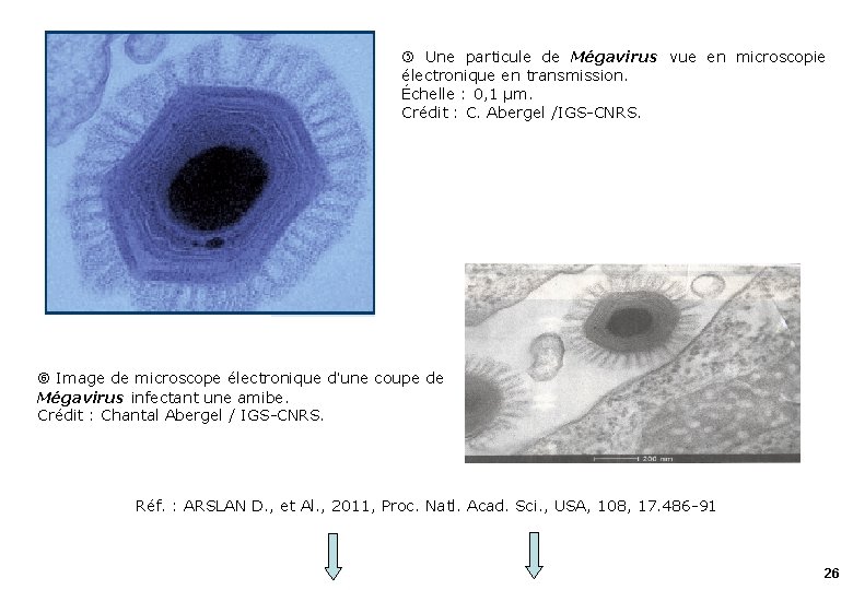  Une particule de Mégavirus vue en microscopie électronique en transmission. Échelle : 0,
