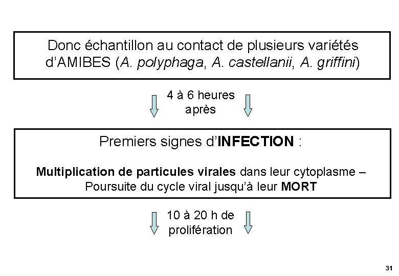 Donc échantillon au contact de plusieurs variétés d’AMIBES (A. polyphaga, A. castellanii, A. griffini)