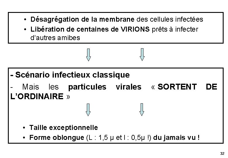  • Désagrégation de la membrane des cellules infectées • Libération de centaines de