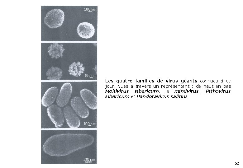 Les quatre familles de virus géants connues à ce jour, vues à travers un