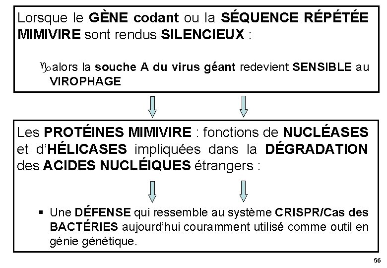 Lorsque le GÈNE codant ou la SÉQUENCE RÉPÉTÉE MIMIVIRE sont rendus SILENCIEUX : alors