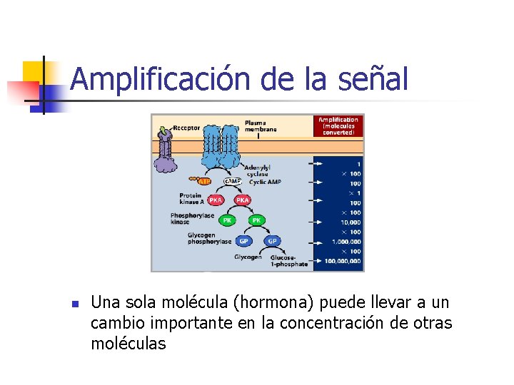 Amplificación de la señal n Una sola molécula (hormona) puede llevar a un cambio
