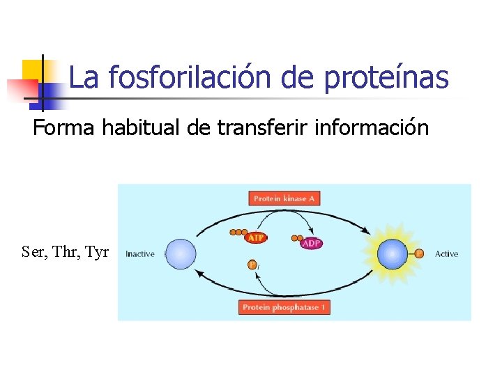La fosforilación de proteínas Forma habitual de transferir información Ser, Thr, Tyr 