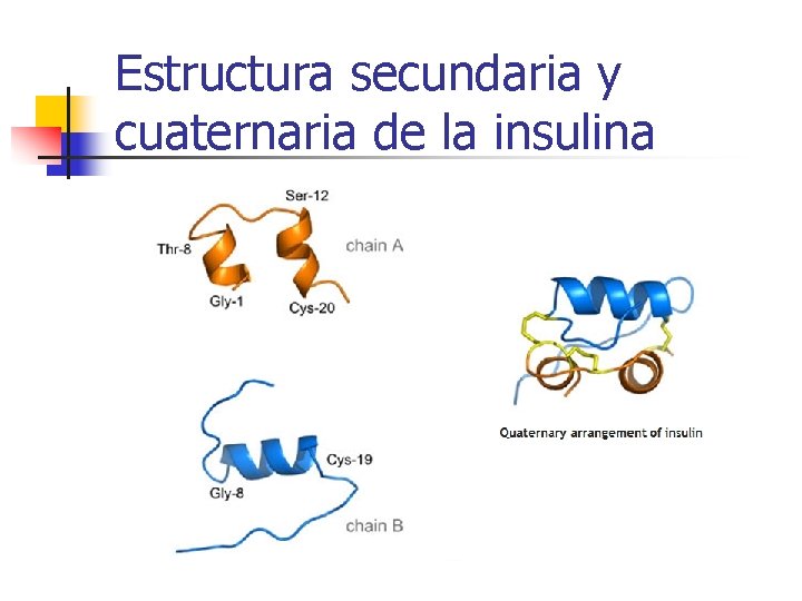 Estructura secundaria y cuaternaria de la insulina 