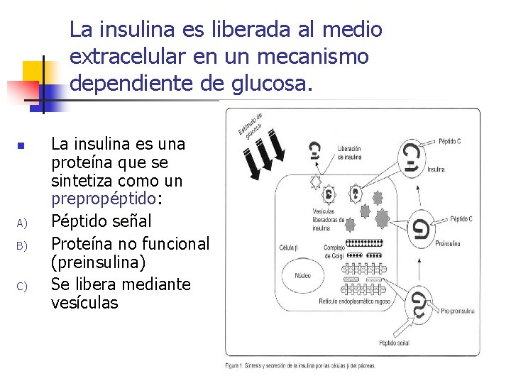 La insulina es liberada al medio extracelular en un mecanismo dependiente de glucosa. n