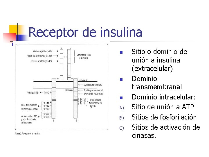 Receptor de insulina n n n A) B) C) Sitio o dominio de unión