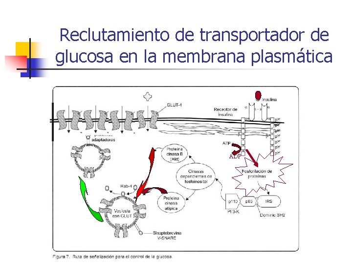 Reclutamiento de transportador de glucosa en la membrana plasmática ADP 