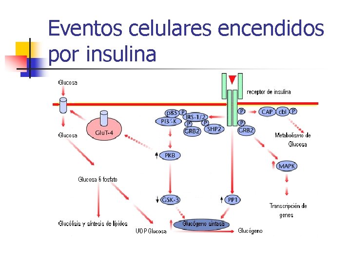 Eventos celulares encendidos por insulina 