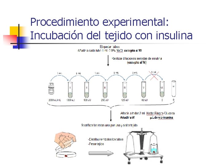 Procedimiento experimental: Incubación del tejido con insulina 