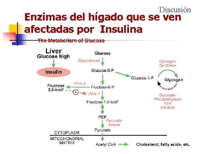 Discusión Enzimas del hígado que se ven afectadas por Insulina 