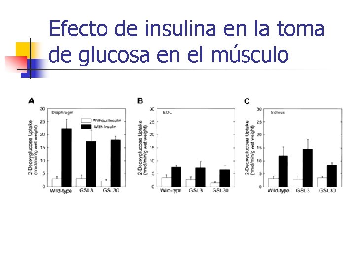 Efecto de insulina en la toma de glucosa en el músculo 